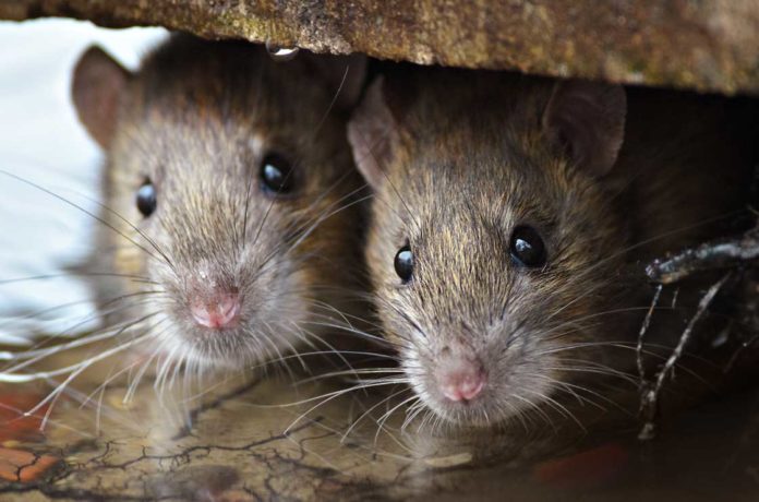 #Paris 🇫🇷 La capitale française est envahie par plus de 5 millions de rats