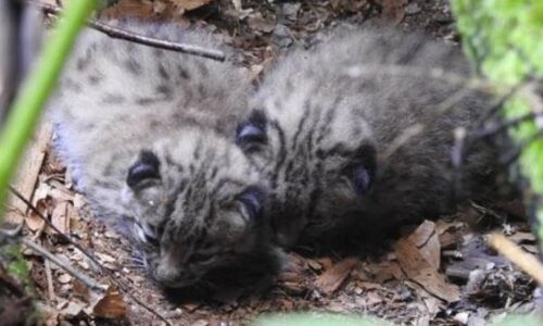 🇫🇷 Première reproduction attestée du lynx dans les Vosges du Nord depuis leur disparition au XVIIe siècle