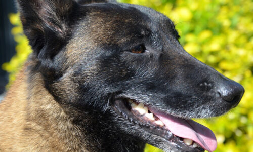 #Lyon 🇫🇷 Elle lance son chien contre une policière